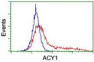 HEK293T cells transfected with either RC201284 overexpress plasmid (Red) or empty vector control plasmid (Blue) were immunostained by anti-ACY1 antibody (ABIN2454833), and then analyzed by flow cytometry. (Aminoacylase 1 抗体)