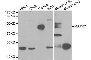 Western blot analysis of extracts of various cell lines, using MAPK7 antibody. (MAPK7 抗体)