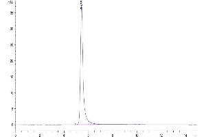 The purity of Biotinylated Human ITGAV&ITGB5 is greater than 95 % as determined by SEC-HPLC. (ITGAV/ITGB5 Protein (AA 31-992) (His-Avi Tag,Biotin))