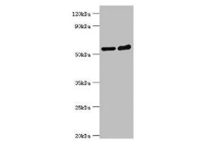 Western blot All lanes: Target of rapamycin complex 2 subunit MAPKAP1 antibody at 2 μg/mL Lane 1: Hela whole cell lysate Lane 2: MCF-7 whole cell lysate Secondary Goat polyclonal to rabbit IgG at 1/10000 dilution Predicted band size: 60, 55, 54, 38, 37, 42 kDa Observed band size: 60 kDa (MAPKAP1 抗体  (AA 1-290))