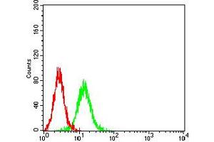 Flow cytometric analysis of K562 cells using BCL6 mouse mAb (green) and negative control (red). (BCL6 抗体  (AA 147-276))