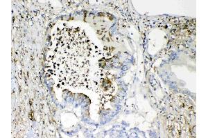 IHC analysis of TMEM107 using anti- TMEM107 antibody . (TMEM107 抗体  (N-Term))