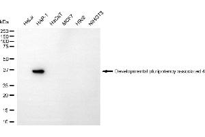 Western blotting analysis using developmental pluripotency associated 4 antibody (ABIN7798323). (DPPA4 抗体)