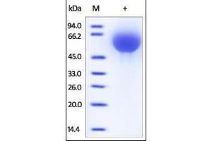 Human TFPI, His Tag on SDS-PAGE under reducing (R) condition. (TFPI Protein (AA 29-282) (His tag))