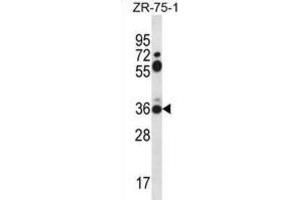 Western Blotting (WB) image for anti-Syntaxin 2 (STX2) antibody (ABIN2996767) (STX2 抗体)