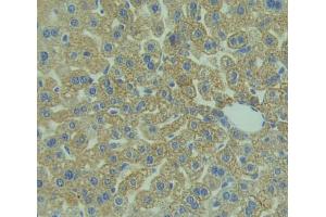 IHC-P analysis of Mouse Tissue, with DAB staining. (CD3D 抗体  (AA 22-104))