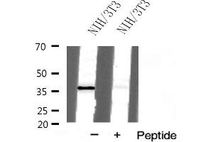 Western blot analysis of Prostate Apoptosis Response protein 4 expression in NIH/3T3 cells (PAWR 抗体  (C-Term))