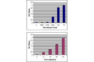 Results from the 96-Well ROCK Activity Assay. (96-Well ROCK Activity Assay Kit)