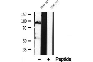 Western blot analysis of extracts of HEK-293 cells, using DACH1 antibody. (DACH1 抗体  (Internal Region))