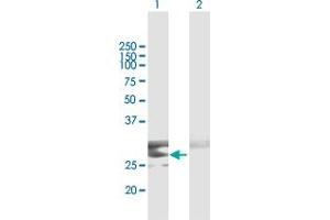 Western Blot analysis of CLEC9A expression in transfected 293T cell line by CLEC9A MaxPab polyclonal antibody.