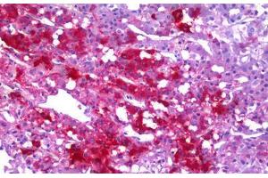 Anti-NPY / Neuropeptide Y antibody IHC staining of human adrenal medulla. (NPY 抗体  (AA 29-97))