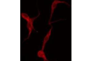 ABIN6275931 staining Hela by IF/ICC. (S1PR3 抗体  (N-Term))
