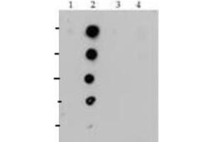 Dot Blot (DB) image for anti-Histone H4 (meLys20) antibody (ABIN5706797)