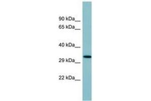 Image no. 1 for anti-Surfactant Protein D (SFTPD) (AA 107-156) antibody (ABIN6741645) (SFTPD 抗体  (AA 107-156))