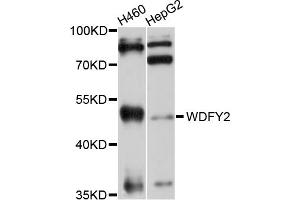 Western blot analysis of extracts of various cell lines, using WDFY2 antibody (ABIN4905617) at 1:1000 dilution. (WDFY2 抗体)
