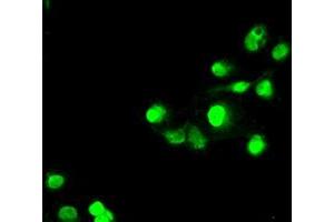 Anti-SATB1 mouse monoclonal antibody (ABIN2452372) immunofluorescent staining of COS7 cells transiently transfected by pCMV6-ENTRY SATB1 (RC200421). (SATB1 抗体)