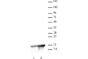 Histone H4K8ac antibody (pAb) tested by Western Blot. (Histone H4 抗体  (acLys8))