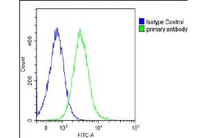 Overlay histogram showing Ramos cells stained with A(green line). (PTGER3 抗体  (N-Term))