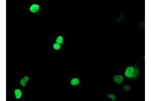 Immunofluorescence (IF) image for anti-Peptidyl Arginine Deiminase, Type IV (PADI4) antibody (ABIN2728127)