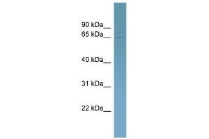 HOMEZ antibody used at 0. (HOMEZ 抗体  (Middle Region))