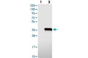 Western blot analysis of Lane 1: Negative control (vector only transfected HEK293T lysate), Lane 2: Over-expression Lysate (Co-expressed with a C-terminal myc-DDK tag (~3. (TYW3 抗体)
