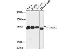 Western blot analysis of extracts of various cell lines, using MESDC2 antibody (ABIN6128279, ABIN6143742, ABIN6143744 and ABIN6218106) at 1:3000 dilution. (MESDC2 抗体  (AA 1-234))