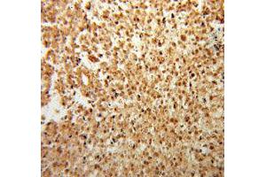 Immunohistochemistry (IHC) image for anti-Fibroblast Growth Factor 2 (Basic) (FGF2) antibody (ABIN1872685) (FGF2 抗体)