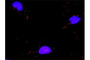 Proximity Ligation Analysis of protein-protein interactions between CDK7 and MCM7.