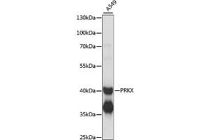 Western blot analysis of extracts of A549 cells, using PRKX antibody (ABIN6291673) at 1:1000 dilution. (PRKX 抗体)