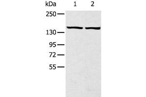 Western Blot analysis of Hela and hepg2 cell using TBC1D4 Polyclonal Antibody at dilution of 1:320 (TBC1D4 抗体)
