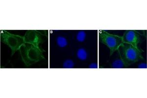 Expression of P2Y11 receptor in human P2Y11-MDCK transfected cellsImmunocytochemical staining of paraformaldehyde-fixed and permeabilized human P2Y11-MDCK transfected cells.