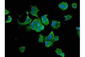 Immunofluorescence staining of MCF-7 cells with ABIN7154923 at 1:66, counter-stained with DAPI. (HSP9AB1 (AA 150-355) 抗体)