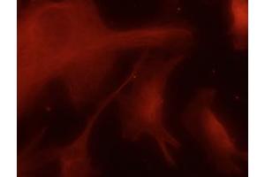 Immunofluorescence (IF) image for anti-Tubulin, alpha 4a (TUBA4A) (C-Term) antibody (ABIN1440013) (TUBA4A 抗体  (C-Term))