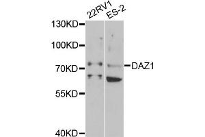 Western blot analysis of extracts of various cell lines, using DAZ1 antibody (ABIN1876498) at 1:1000 dilution. (DAZ1 抗体)