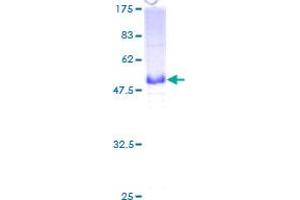 Image no. 1 for CD7 (CD7) (AA 21-240) protein (GST tag) (ABIN1348690)