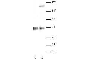 RBM39 antibody (pAb) tested by Western blot. (RBM39 抗体  (N-Term))