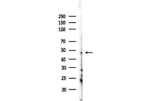Western blot analysis of lysates from 293 cells(LPS 4h treatment), using PAX8 Antibody at 1/1000 dilution.