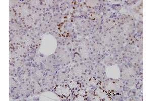 Immunoperoxidase of monoclonal antibody to FOXA1 on formalin-fixed paraffin-embedded human salivary gland. (FOXA1 抗体  (AA 367-472))
