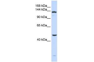 Western Blotting (WB) image for anti-ADAM Metallopeptidase with thrombospondin Type 1 Motif, 18 (ADAMTS18) (N-Term) antibody (ABIN2785412)