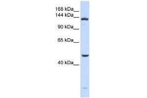 WB Suggested Anti-ADAMTS18 Antibody Titration: 0.