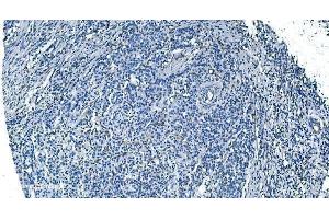IHC analysis of GNG11 using anti-GNG11 antibody (ABIN7599533).
