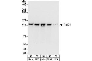 Western Blotting (WB) image for anti-Polymerase (DNA Directed), delta 1, Catalytic Subunit 125kDa (POLD1) (AA 50-100) antibody (ABIN7453541)