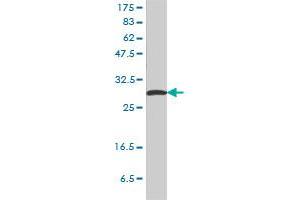 Western Blotting (WB) image for anti-Stratifin (SFN) (AA 1-248) antibody (ABIN561091)