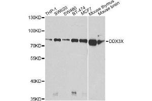 Western blot analysis of extracts of various cell lines, using DDX3X Antibody. (DDX3X 抗体  (AA 1-220))