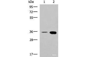 Western blot analysis of HepG2 cell and Mouse brain tissue lysates using MAF Polyclonal Antibody at dilution of 1:550 (MAF 抗体)