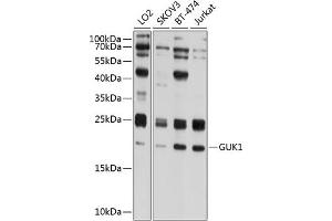 Western blot analysis of extracts of various cell lines, using GUK1 antibody (ABIN6133522, ABIN6141539, ABIN6141540 and ABIN6224743) at 1:1000 dilution. (GUK1 抗体  (AA 1-197))