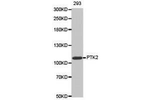Western Blotting (WB) image for anti-PTK2 Protein tyrosine Kinase 2 (PTK2) antibody (ABIN1874428) (FAK 抗体)