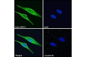 Immunofluorescence (IF) image for anti-Actin Related Protein 2/3 Complex, Subunit 2, 34kDa (ARPC2) (C-Term) antibody (ABIN184748)