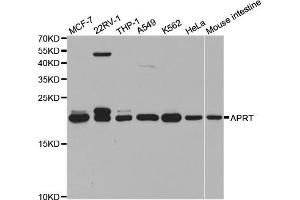 Western blot analysis of extracts of various cell lines, using APRT antibody. (APRT 抗体)