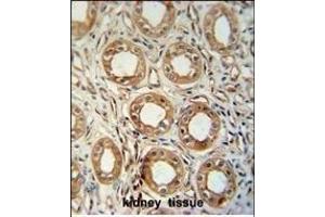 LNPEP antibody (N-Term) (ABIN654230 and ABIN2844064) immunohistochemistry analysis in formalin fixed and paraffin embedded human kidney tissue followed by peroxidase conjugation of the secondary antibody and DAB staining. (LNPEP 抗体  (N-Term))